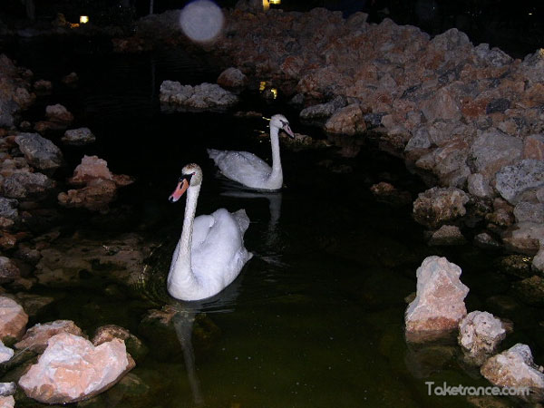 DSCN8626